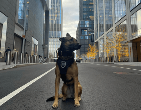 K9 Services